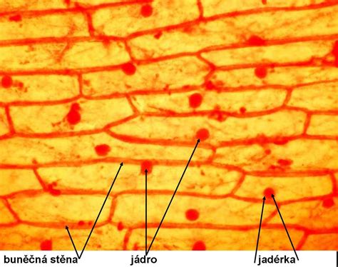 Schéma stavby cibuľoviny: popis cibule, koreňového systému a listovej ružice