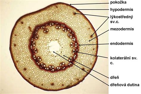 Schéma koreňového systému pýru plazivého a mechanizmus prieniku systémového herbicídu do pletív rastliny