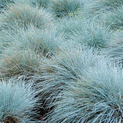 Modrá kostrava (Festuca glauca) v záhone alebo skalke
