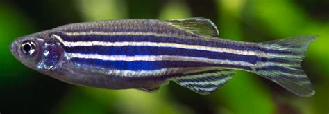 Schéma rozdielov medzi samcom a samicou Danio rerio