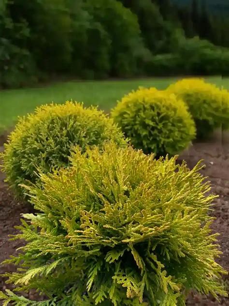 Tuja západná 'Little Champion' s charakteristickým guľovitým tvarom