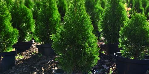 Schéma správnej výsadby tuje s drenážou a prípravou pôdy