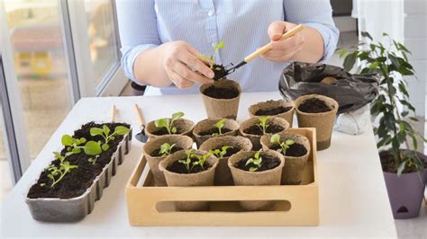 Záhradník pikíruje mladé priesady do samostatných nádob