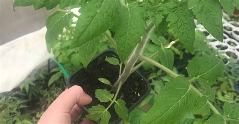 Rada mladých sadeníc paradajok v kelímkoch na okennom parapete