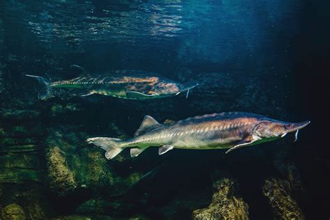 Tematická fotografia: Kŕdeľ karasov plávajúcich v jazierku
