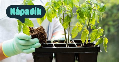 vizuálna schéma výsadby černíc s vyznačením vzdialeností medzi rastlinami