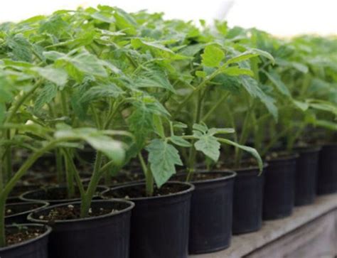 foto: mladé sadenice paradajok presadené do samostatných kvetináčov