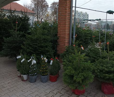 Ilustračné foto rôznych druhov živých vianočných stromčekov