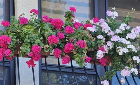 Tematické foto balkóna plného rozkvitnutých muškátov na slnečnej strane