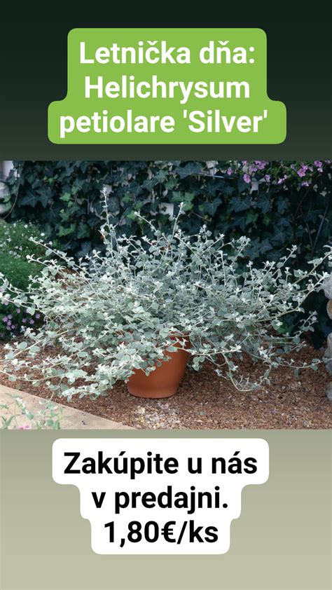 Ukážka kombinácie rôznych druhov okrasného štrku s kvitnúcimi rastlinami.