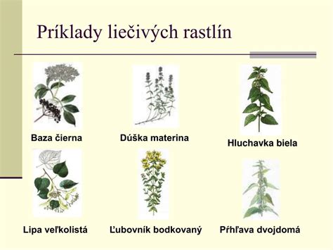 Kompilácia obrázkov bežných liečivých rastlín ako pŕhľava, rumanček, mäta.