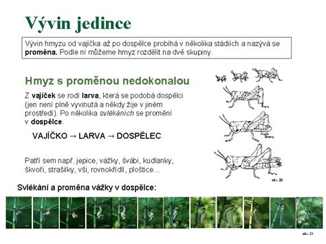 ilustrácia životného cyklu kunky žltobruchej od vajíčka cez žubrienku až po dospelú žabu