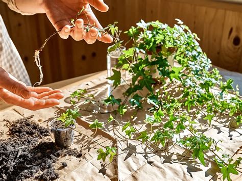 dizajnér: schématické znázornenie správnej zálievky muškátov, ktoré ukazuje, ako kontrolovať vlhkosť pôdy prstom a ako zalievať rastlinu priamo ku koreňom