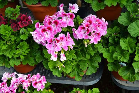 dizajnér: dvojitý obrázok - vľavo muškáty na jeseň pripravené na prezimovanie, vpravo muškáty na jar po presadení a prvom zostrihu