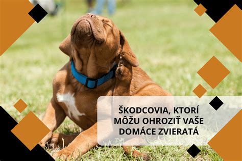 Rôzne typy antiparazitných prípravkov pre domáce zvieratá