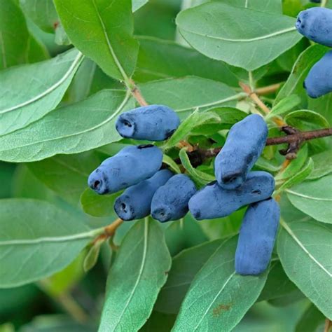 Koláž rôznych odrôd zemolezu kamčatského s uvedením ich kľúčových vlastností