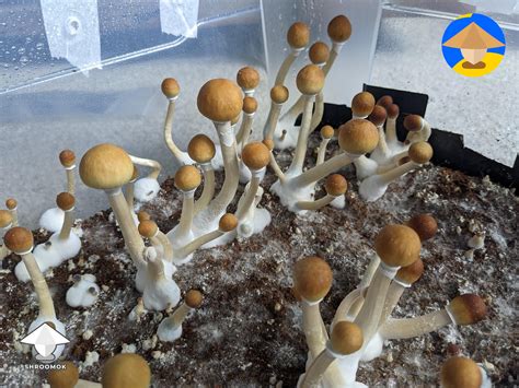 Ilustrácia rôznych druhov psilocybinových húb, s dôrazom na Psilocybe cubensis.