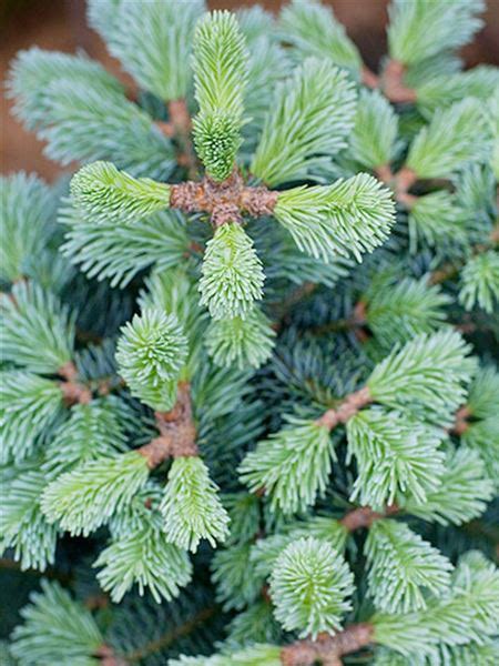 Koláž kultivarov jedle srienistej 'Violacea', 'Compacta' a 'Globosa'