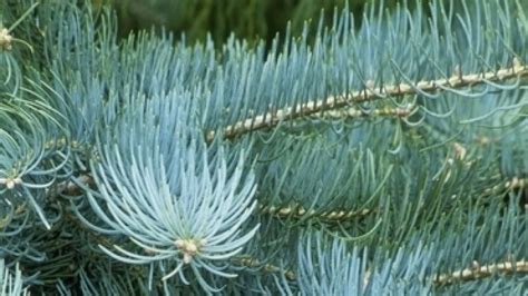 Jedľa srienistá ako solitér v slnečnej záhrade