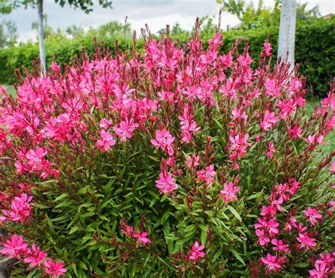 Tematické foto Gaury lindheimeri s kvetmi pripomínajúcimi motýle
