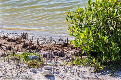 Detail metamorfovaných koreňov mangrovníka (pneumatofory) nad vodou