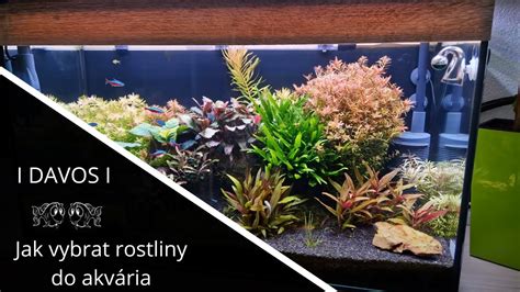 Tematické foto: Akvárium s pestovanými mangrovníkmi v domácich podmienkach