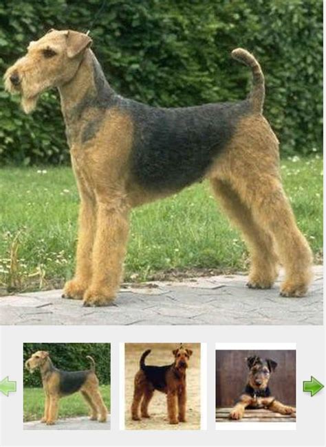 Ilustrácia rôznych odrôd slnečnice s rôznou výškou a farbou kvetov