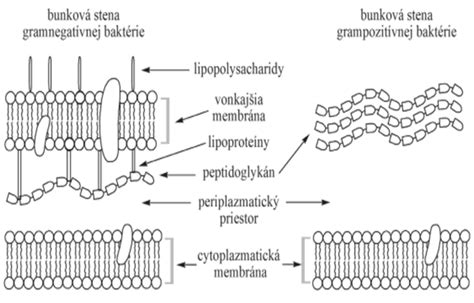 Schéma Gramovho farbenia a bunkovej steny baktérií