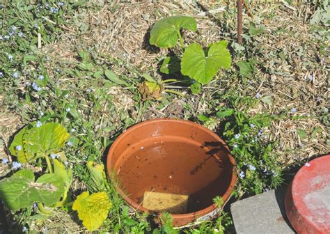 Zavlažovanie reďkovky v záhrade večer s krhlou