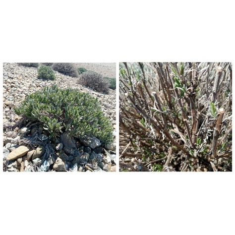 Detailná fotografia postupu odstraňovania spodných listov z odrezku levandule a namáčanie konca do koreňového stimulátora.