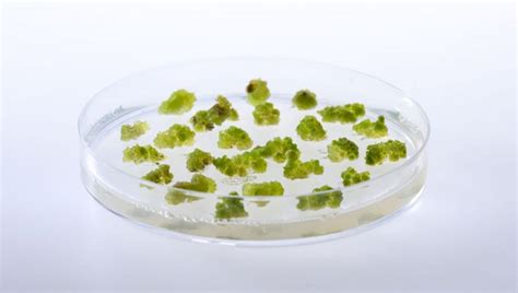 Fotografia klíčiacich semien v Petriho miske, ukazujúca rozdiel v klíčení na svetle a v tme