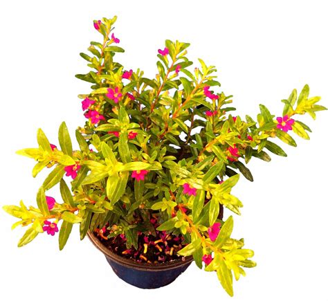 Zblízka kvitnúceho samoopelivého rakytníka s drobnými kvetmi