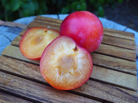 Ilustrácia rôznych hybridných plodov: sharafuga, pluot, aprium