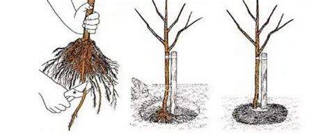 Schéma správneho postupu výsadby ovocného stromčeka