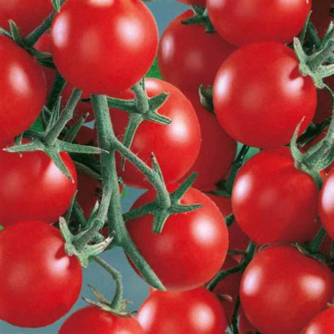 Fotografia plodov hybridnej odrody Kritskaya