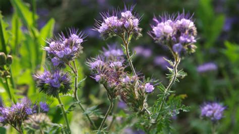 Ilustračné foto rôznych rastlín vhodných na zelené hnojenie