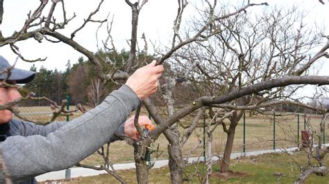 Názorné ukážky správneho a nesprávneho prerezávania stĺpovitého marhuľového stromu