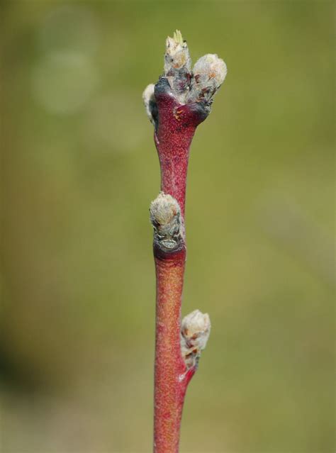Ilustrácia znázorňujúca správne načasovanie postreku broskýň v štádiu nalievania púčikov.
