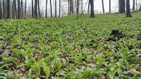 Medvedí cesnak v jarnom lese