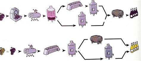 graf zobrazujúci optimálne teplotné rozsahy pre kvasenie