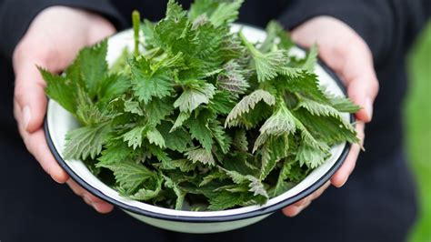 Koláž prírodných ingrediencií ako cesnak, žihľava, cibuľa