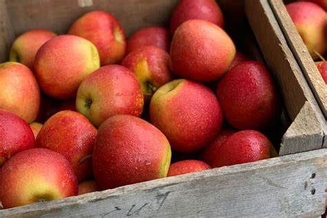 Ilustrácia správneho skladovania jabĺk v debnách.