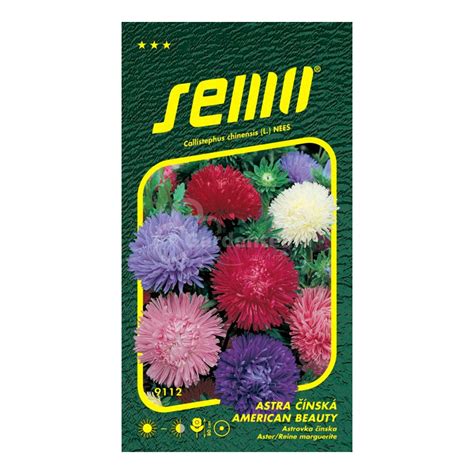 Ilustrácia rastliny astra čínska s rôznymi farbami kvetov.