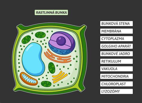 Ilustrácia rastlinnej bunky s vyznačenými somatickými bunkami.