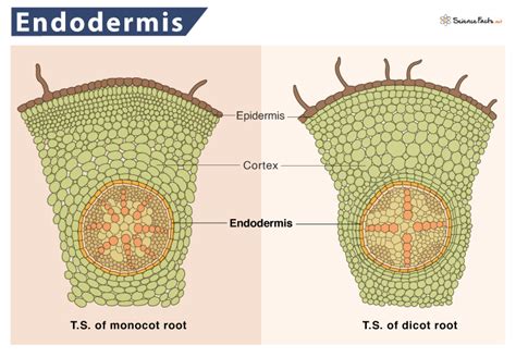 Detailná schéma priečneho rezu koreňom, zobrazujúca rhizodermis, kôru, endodermis a stredný valec s cievnymi zväzkami