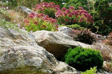 Tematické foto kvitnúcej trávničky prímorskej v skalke