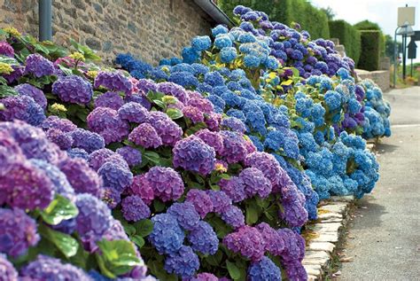 Tematické foto rozkvitnutej hortenzie