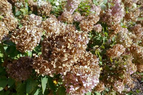 Semená hortenzie namočené na vlhkej gáze alebo bavlnenej podložke