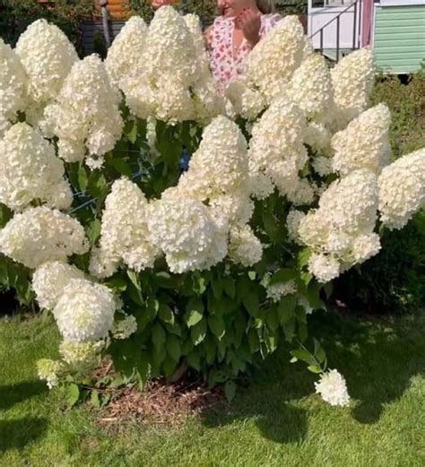 Výsadba hortenzie s koreňovým balom do pripravenej jamy