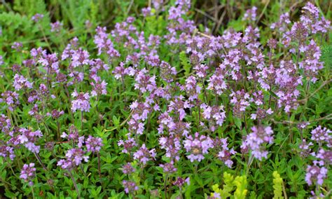 Rôzne druhy materinej dúšky v záhradnom prostredí